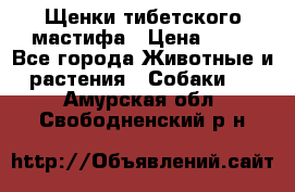 Щенки тибетского мастифа › Цена ­ 80 - Все города Животные и растения » Собаки   . Амурская обл.,Свободненский р-н